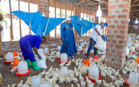 ONC Powers Karim Tamale Poultry Farm In Kira MunicIPALITY