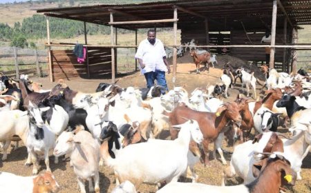 Meet Kisakyamukama  Uganda's Thriving  Agriculture Entreprenuer