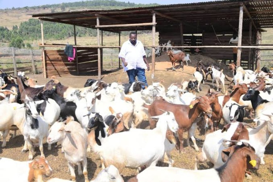 Meet Kisakyamukama  Uganda's Thriving  Agriculture Entreprenuer