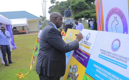 NAGRIC  launches New Strategic Plan To Improve Livestock Breeding,