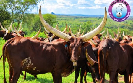 The Dawn of the Golden Udder: How Uganda is Breeding a Native Super-Cow