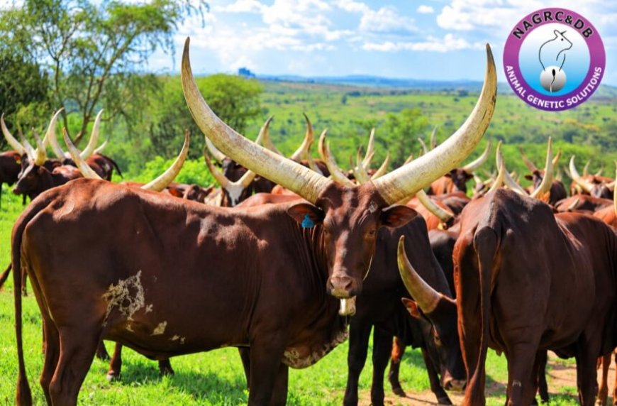 Inside the Quest to Unlock the Ankole’s Hidden Dairy Potential