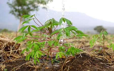 NARO Steps Up Cassava Multiplication to Boost Food Security in  Drought-Prone Karamoja