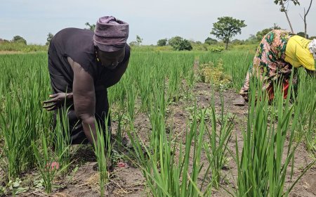 HOW JICA AND UN WOMEN ARE DEFYING DROUGHT AND MULTIPLYING RICE YIELDS IN WEST NILE