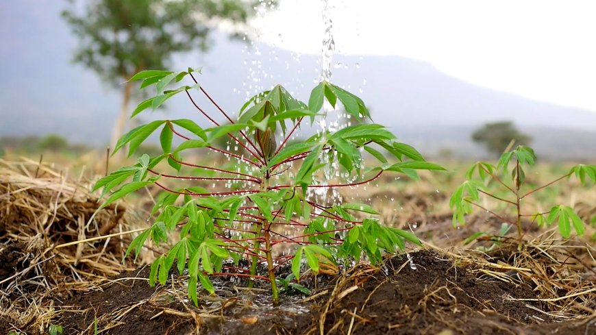 NARO Steps Up Cassava Multiplication to Boost Food Security in  Drought-Prone Karamoja