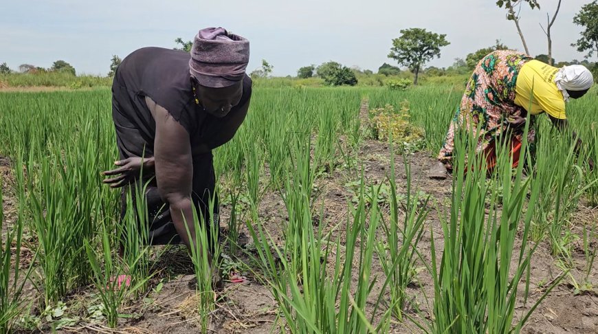 HOW JICA AND UN WOMEN ARE DEFYING DROUGHT AND MULTIPLYING RICE YIELDS IN WEST NILE